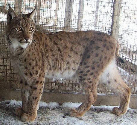 lynx 1